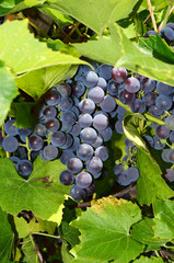 grapes on a branch