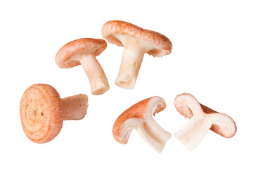 Woolly milkcap mushrooms, lactarius torminosus