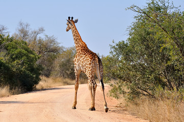 girafe qui traverse la route