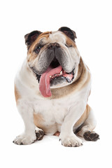 English bulldog