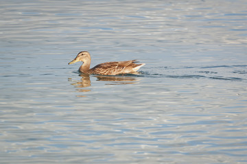 duck