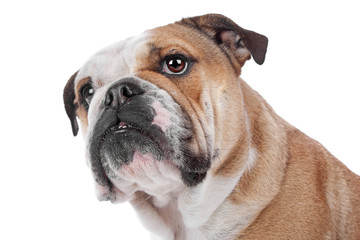 Obraz premium English bulldog