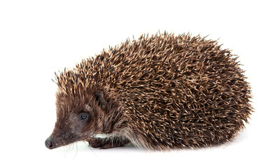 Hedgehog