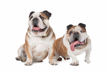two English bulldogs