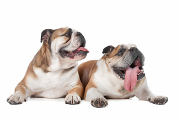 two English bulldogs