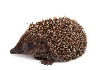 Hedgehog