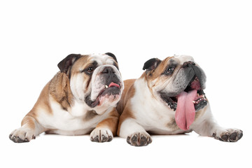 two English bulldogs