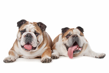 two English bulldogs