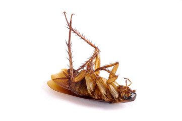 A single dead cockroach isolated
