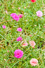 Portulaca