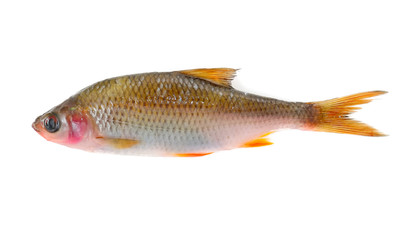 Sick Roach Fish (Rutilus Rutilus) Isolated on White Background