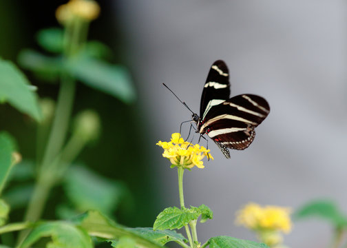 zebrafalter
