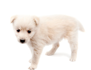 Fototapeta na wymiar beige puppy