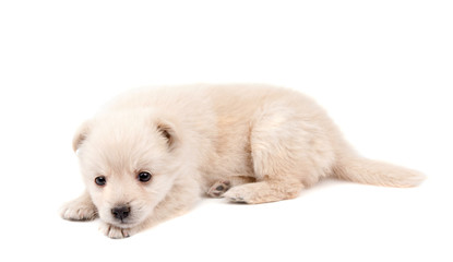 beige puppy