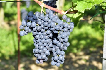 Weintrauben mit Wespe