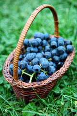 Fototapeta na wymiar Full wicker basket of black grapes on green grass