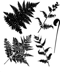 set of fern silhouettes isolated on white