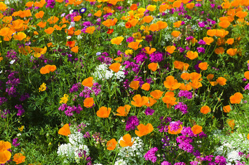 Blumenwiese mit Goldmohn