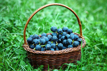 Fototapeta na wymiar Wicker basket with black grapes on green grass