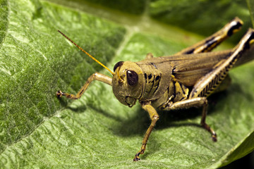 Grasshopper