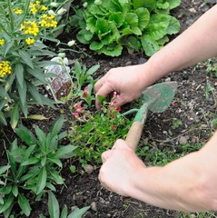 Gardening