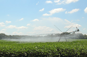Fototapeta na wymiar Crop Irrigation