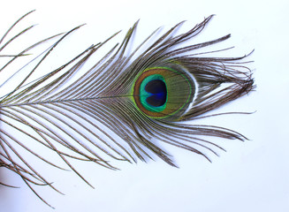 Obraz premium Beautiful peacock feather on white background