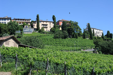 Fototapeta na wymiar Winnica Porza pobliżu Lugano