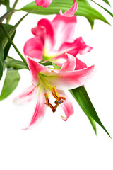 Pink Lilie. Schöne Lilien Blume