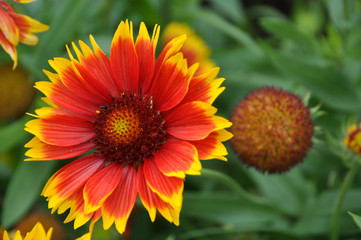 gaillardia grandiflora