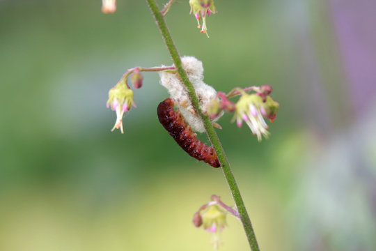 Worm on the plant extreme close up shot