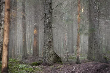  Forest in fog © Pink Badger