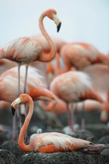 Portrait of the American Flamingo.