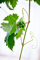 Fresh, new grapes growing on a grapevine. White background