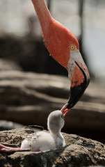 Obraz premium Baby bird of the Caribbean flamingo.