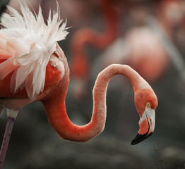 Portrait of the American Flamingo.