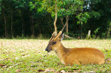 Barking deer in a field of grass