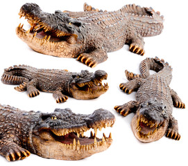 The heartless  crocodil isolated .Set
