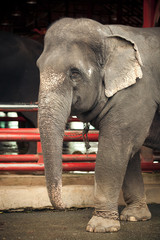 Fototapeta premium Portrait of an elephant