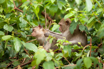 Two monkeys in foliage