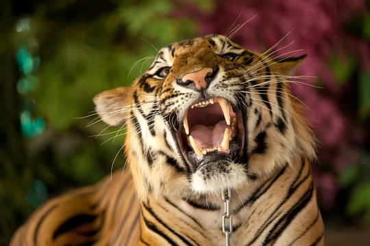 The tiger growls