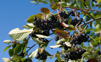 Aronia.