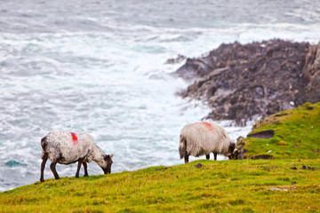 Sheeps at Achill Island,  Co Mayo, Ireland