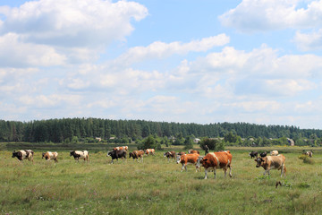 Naklejka na ściany i meble Cows on a green meadow