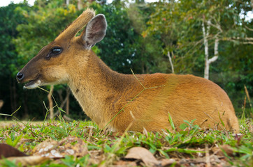 Barking deer in a field of grass