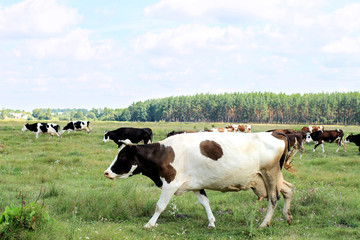 Cows on a green meadow
