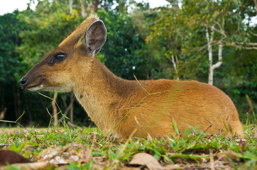 Barking deer in a field of grass