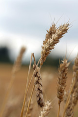 Damaged wheat