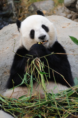Giant panda