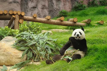 Printed roller blinds Panda Giant panda